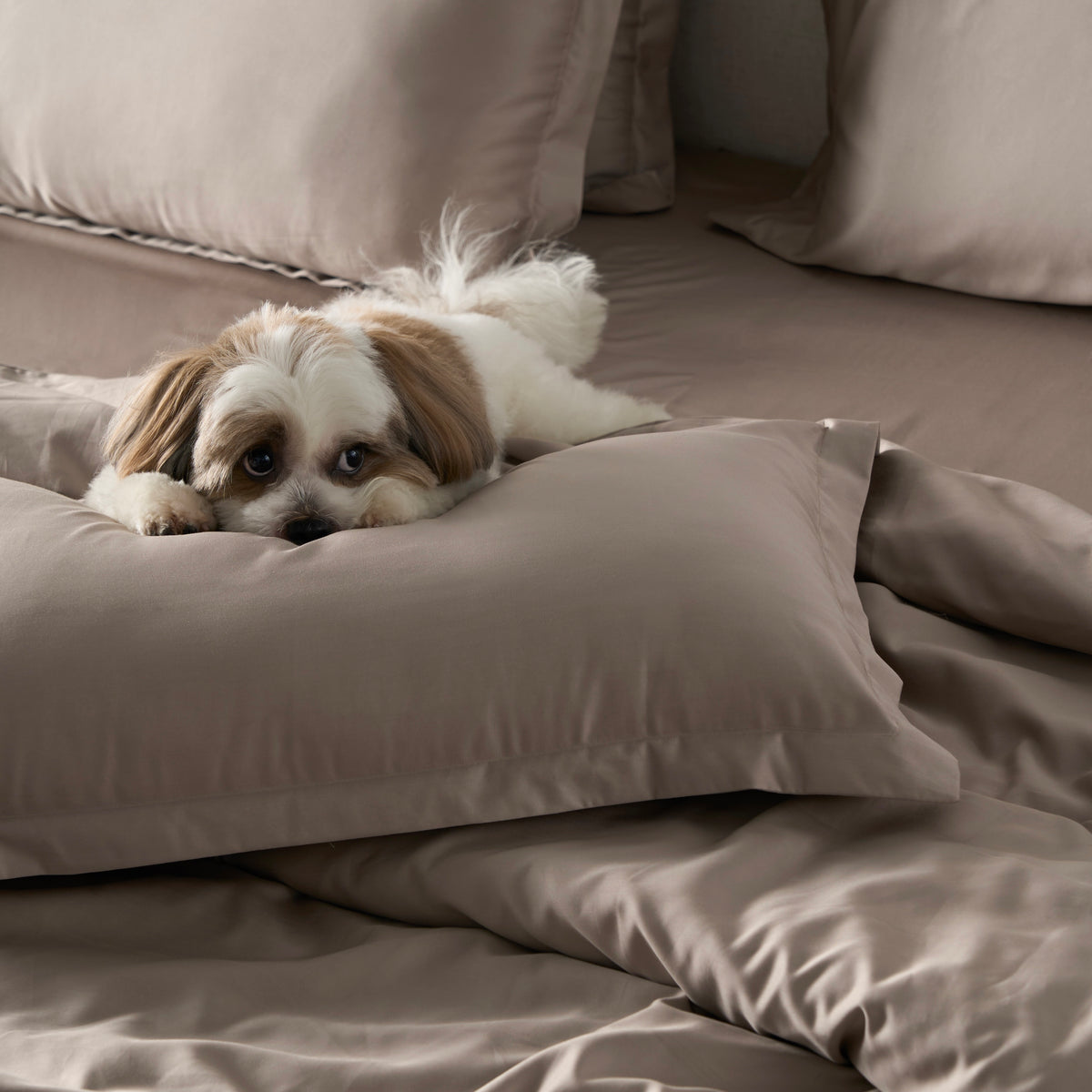 Classic Luxe Pillowcase Pair | 600 Thread Count in Espresso